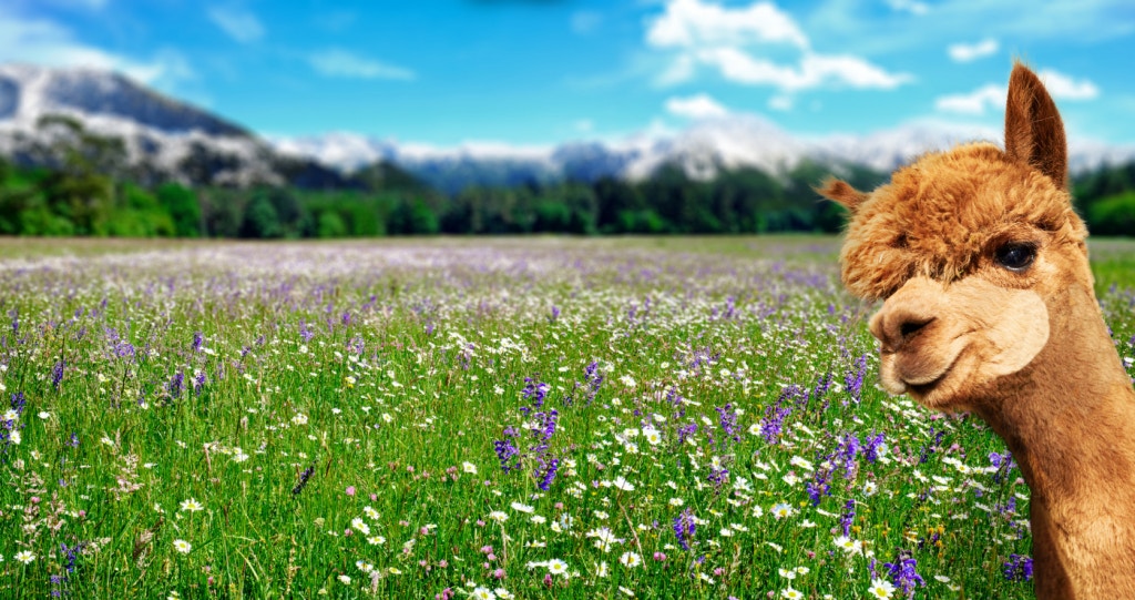 Al(pack)a your Bags for these Fluffy Getaways