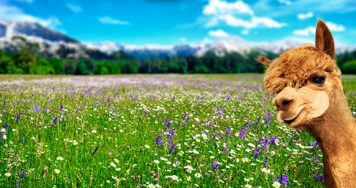 Al(pack)a your Bags for these Fluffy Getaways