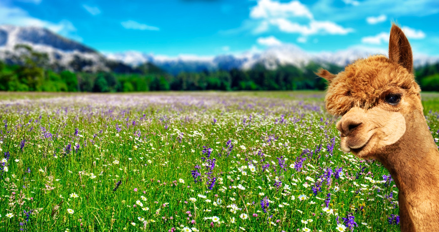 Al(pack)a your Bags for these Fluffy Getaways