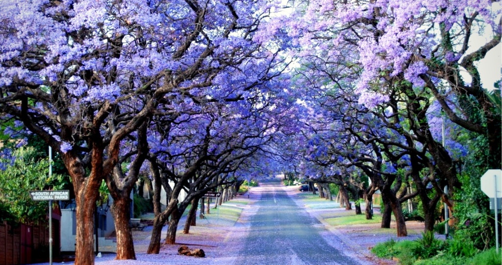 Snor City ─  Nothing beats the party on Pretoria’s top lip