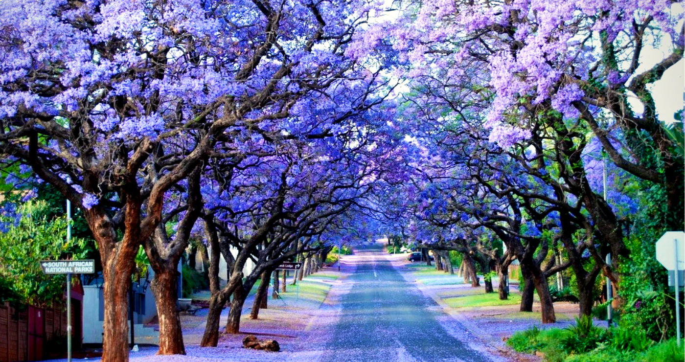 Snor City ─ Nothing beats the party on Pretoria’s top lip