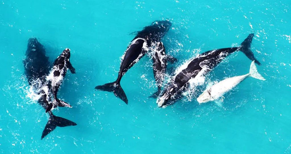 Hermanus: LekkeSlaap se top-wegbreekplekke vir die walvisseisoen