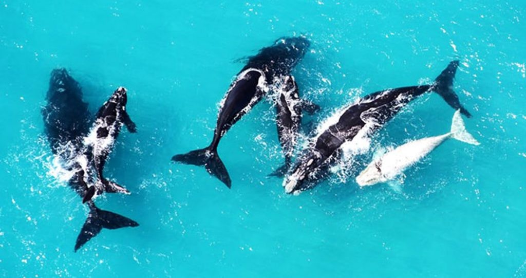 Hermanus: LekkeSlaap se top-wegbreekplekke vir die walvisseisoen