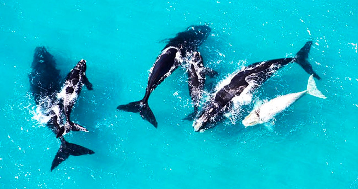 Hermanus: LekkeSlaap se top-wegbreekplekke vir die walvisseisoen