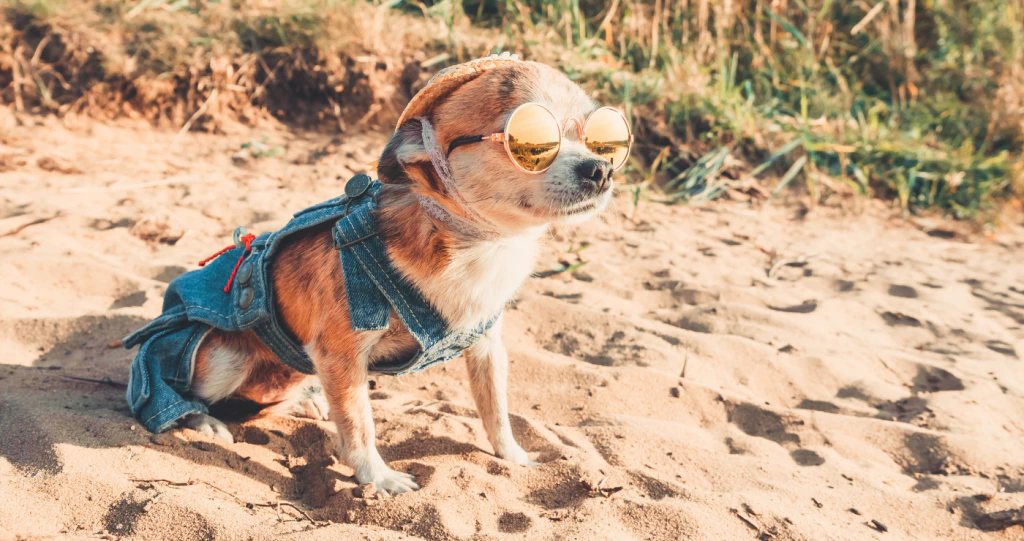 8 Troeteldiervriendelike wegbreke in die Oos-Kaap