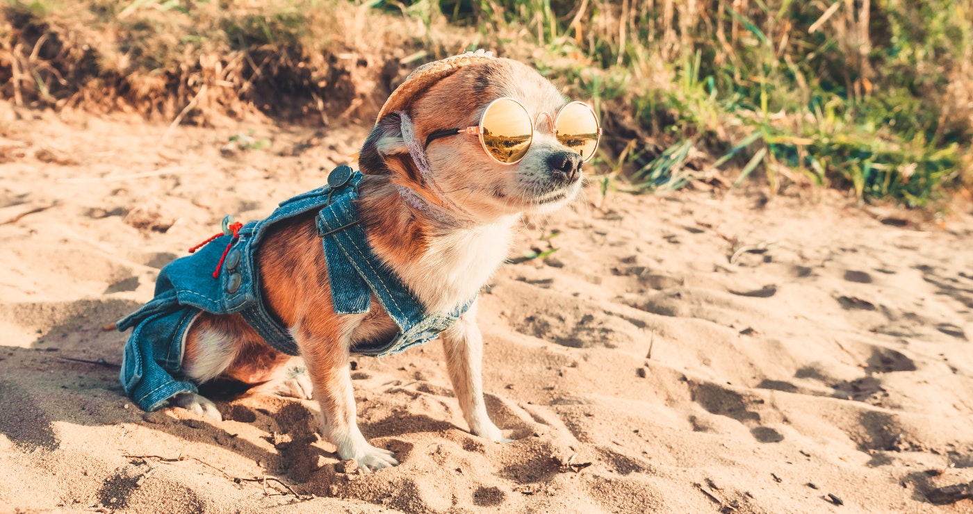 8 Troeteldiervriendelike wegbreke in die Oos-Kaap