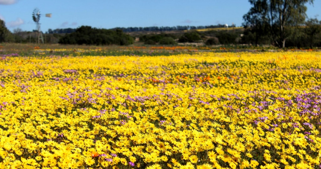 Hiér skuil Suid-Afrika se blommeprag