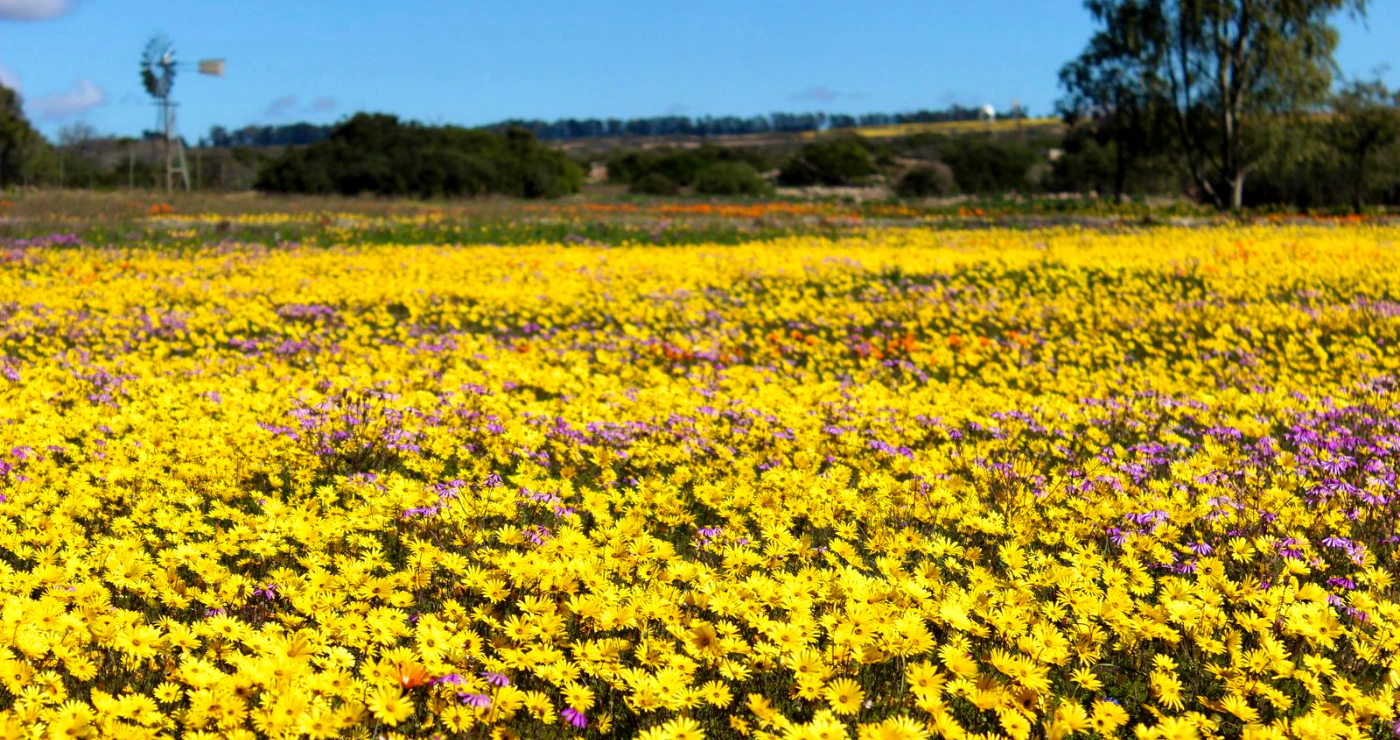 Hiér skuil Suid-Afrika se blommeprag