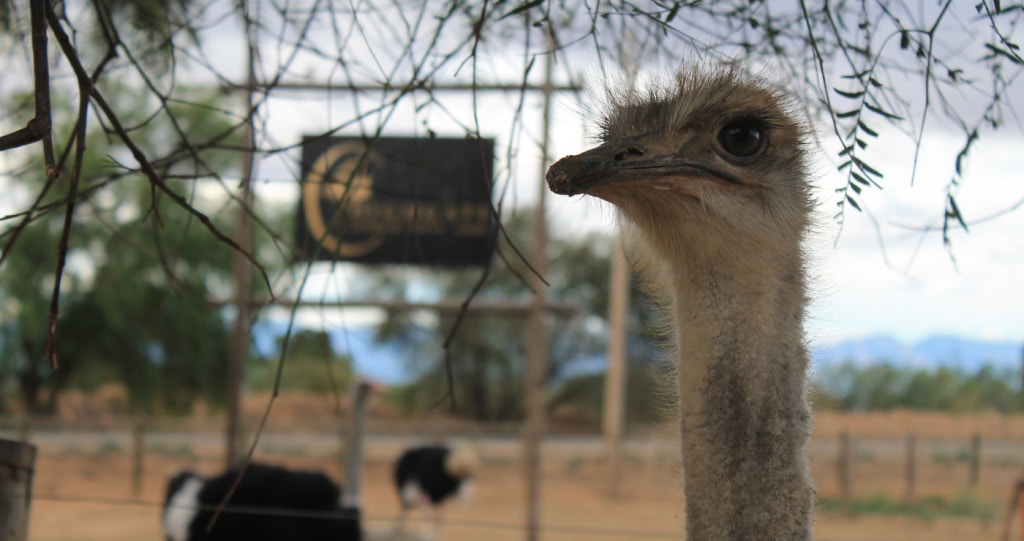 Oudtshoorn: An Oasis in the semi-desert Karoo