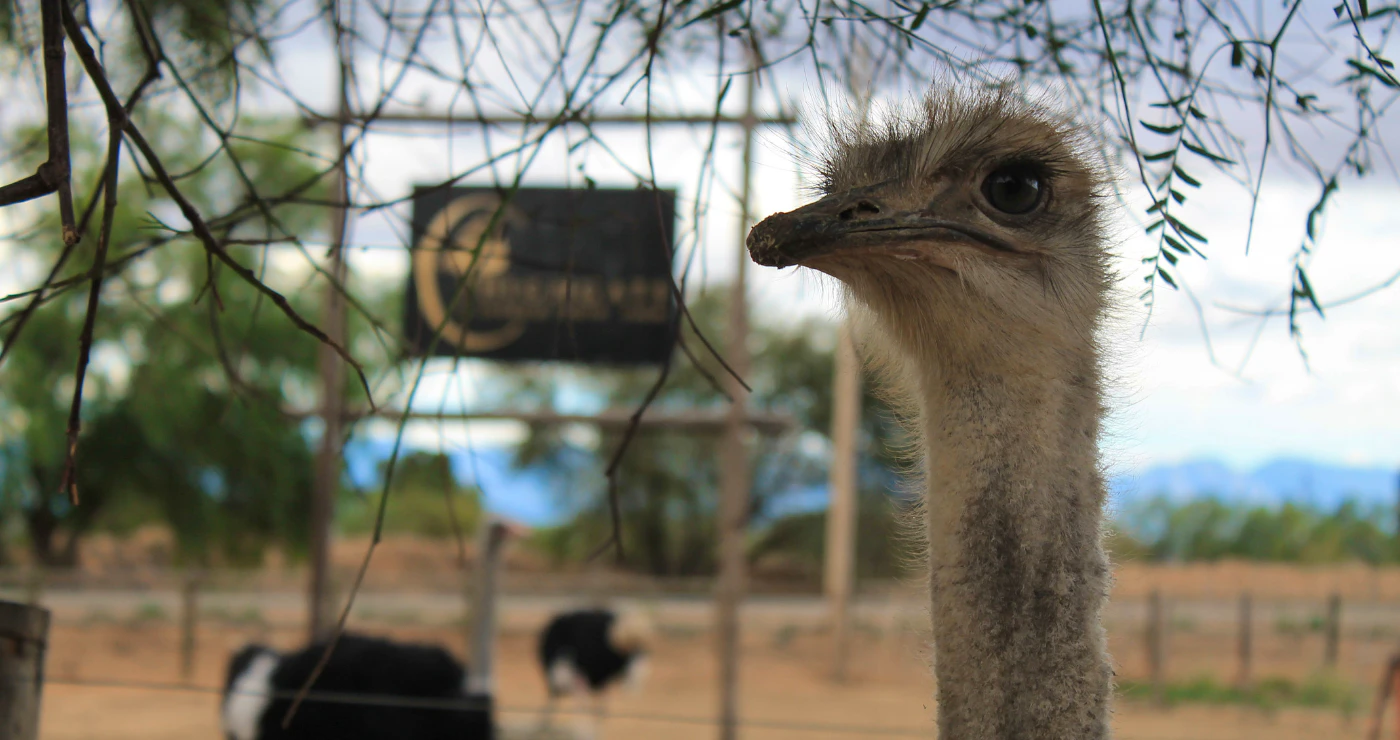 Oudtshoorn: An Oasis in the semi-desert Karoo