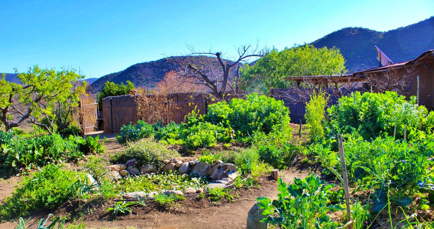 The permaculture garden at Numbi. 