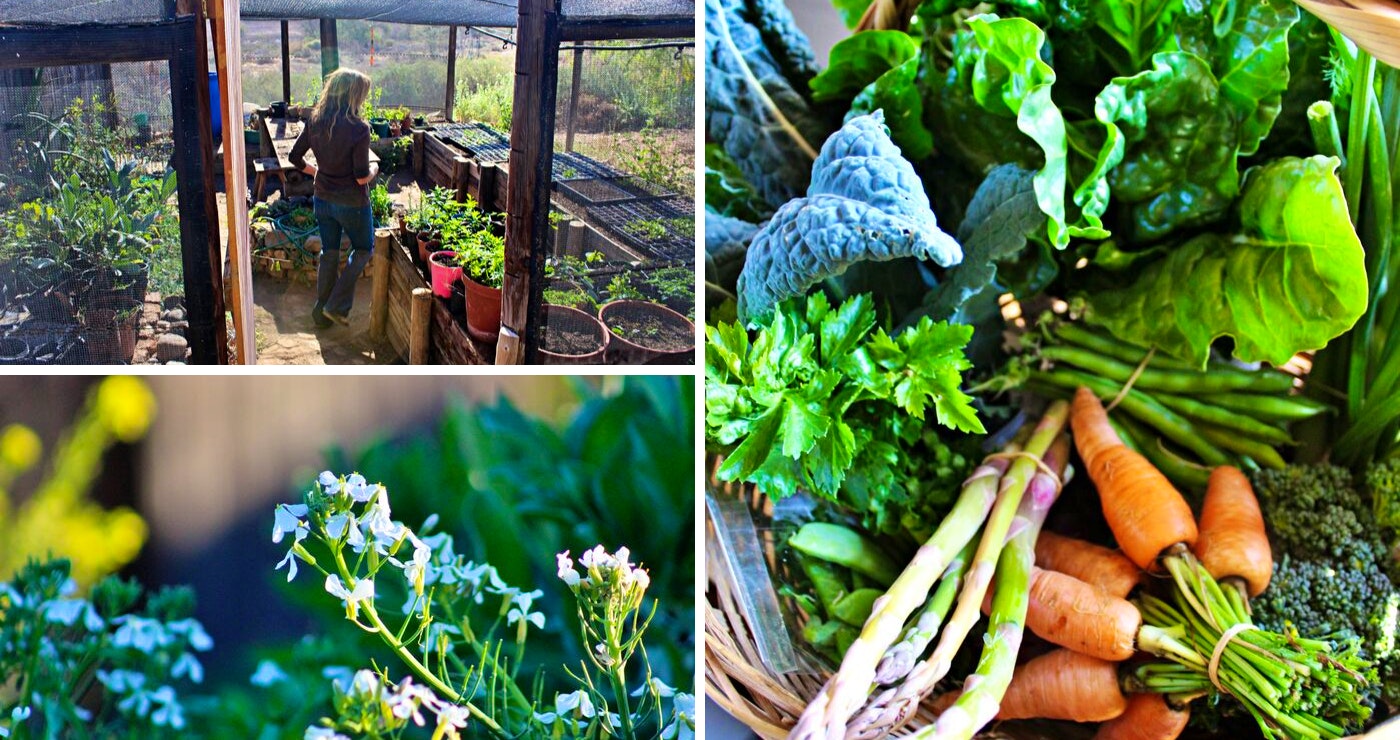 Kathryn in her greenhouse. | The basket of vegetables from the garden we ordered.