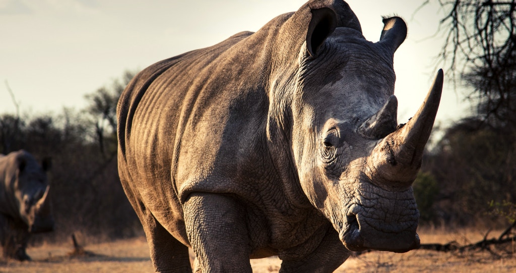Saving rhinos one note at a time