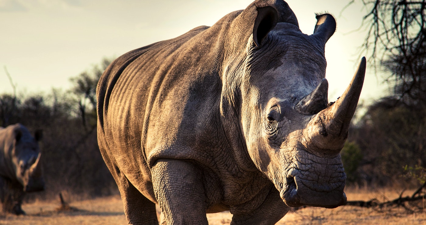 Saving rhinos one note at a time