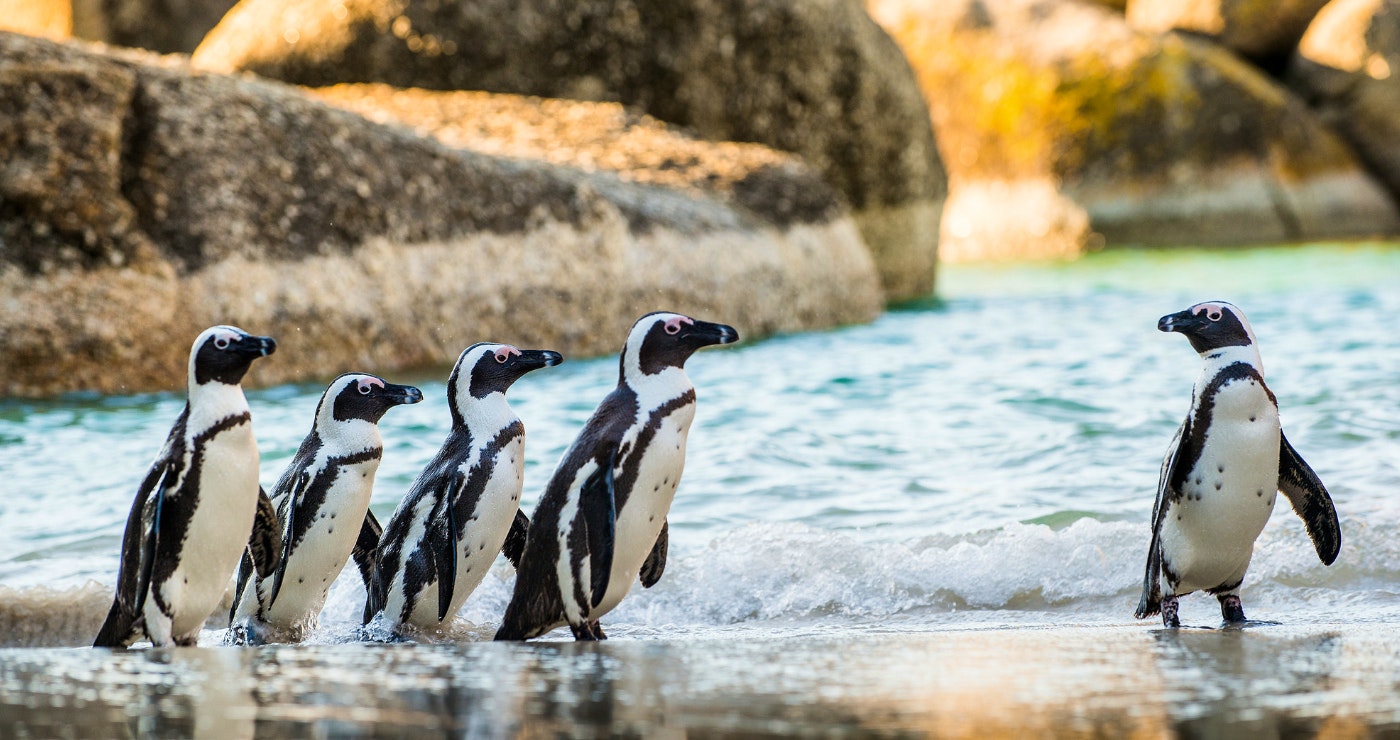 Meet SA’s Majestic Marine Big Five