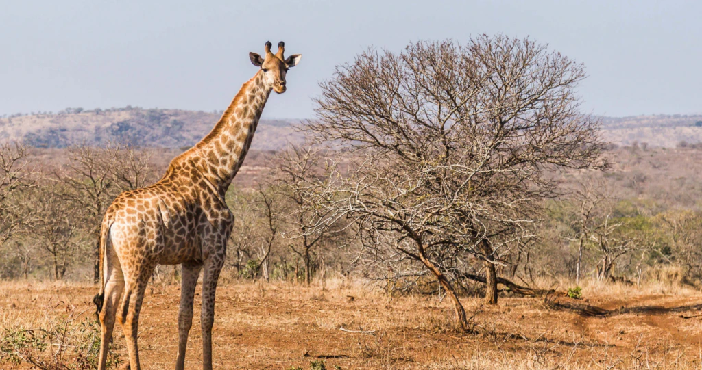 Ons Reënbooglandskap: Ontdek SA van bioom tot bioom