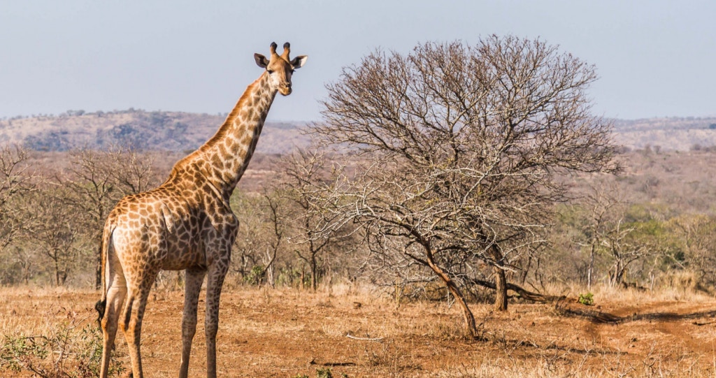 Ons Reënbooglandskap: Ontdek SA van bioom tot bioom