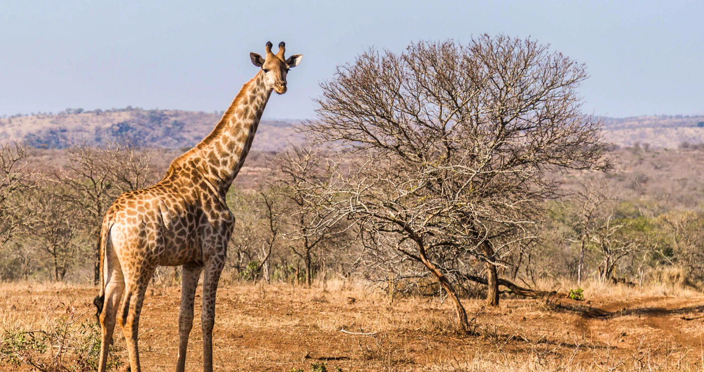 Ons Reënbooglandskap: Ontdek SA van bioom tot bioom