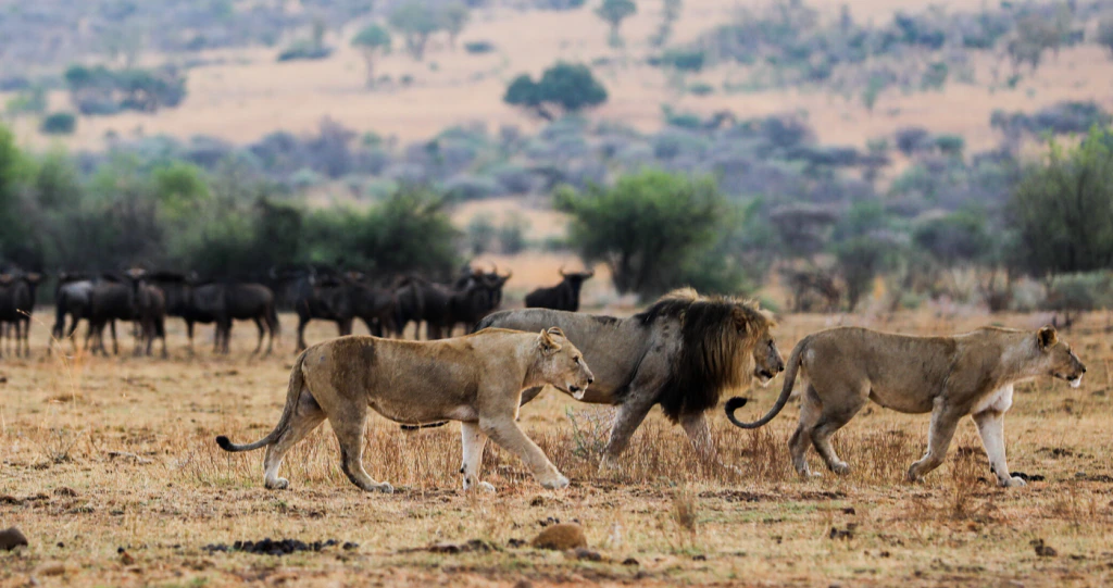 Pret en plesier in die prentjiemooi Pilanesberg Nasionale Park
