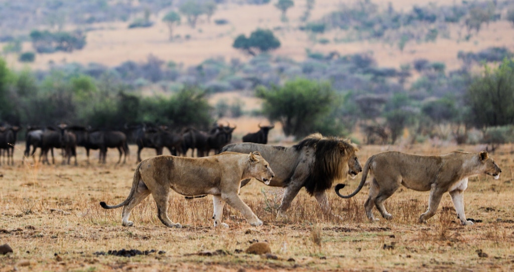 Pret en plesier in die prentjiemooi Pilanesberg Nasionale Park
