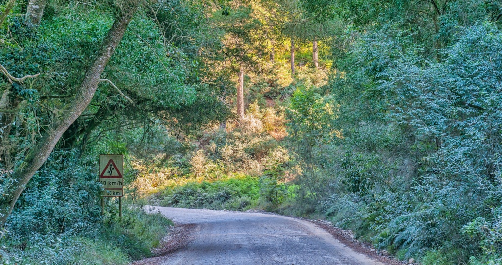 Knysna Road to Diepwalle