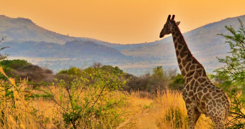 Kwa Maritane: The jewel of the Pilanesberg National Park