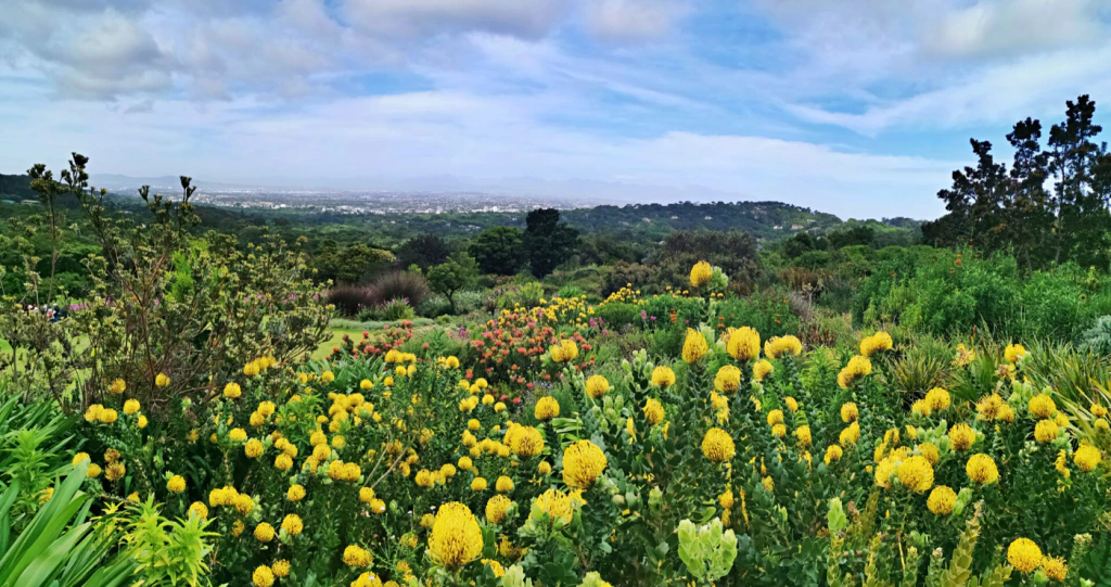 Explore the Gems of Cape Town’s Leafy Southern Suburbs