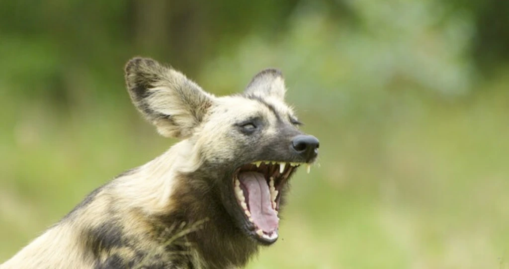 Liewe aarde, jy gaan wáár bly op Moedertaaldag?