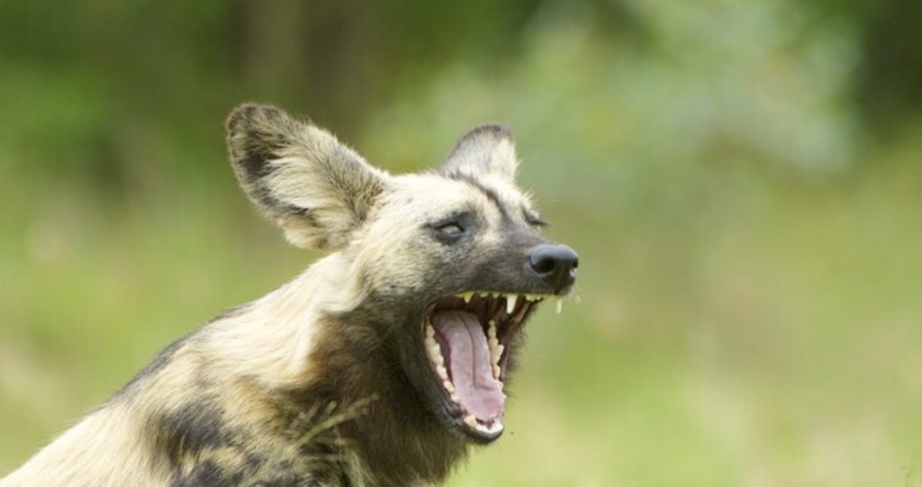 Liewe aarde, jy gaan wáár bly op Moedertaaldag?