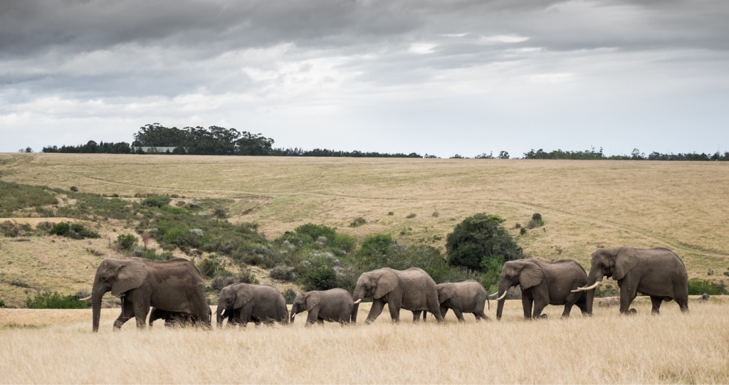 Go game viewing along the Garden Route