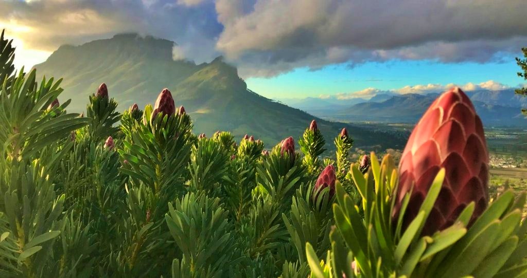 fynbos protea