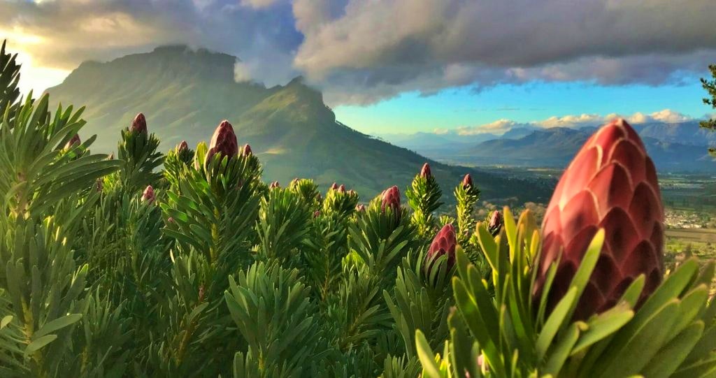 fynbos protea