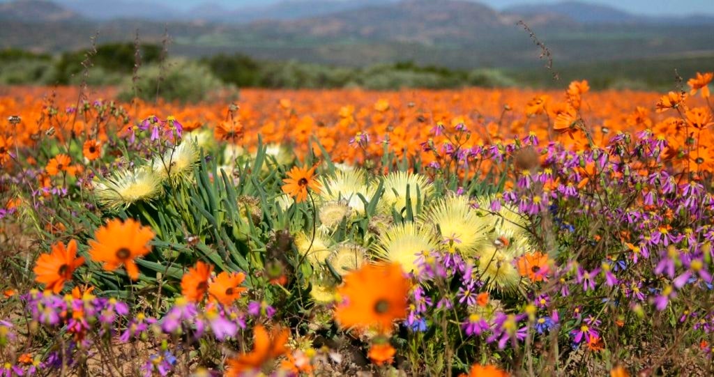 Namaqua flowers