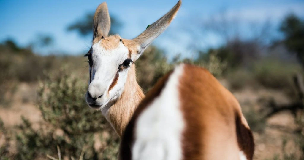 100 redes om mal te wees oor Suid-Afrika