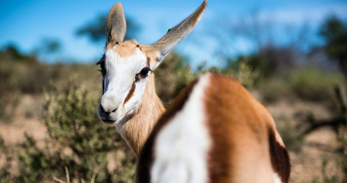 100 redes om mal te wees oor Suid-Afrika