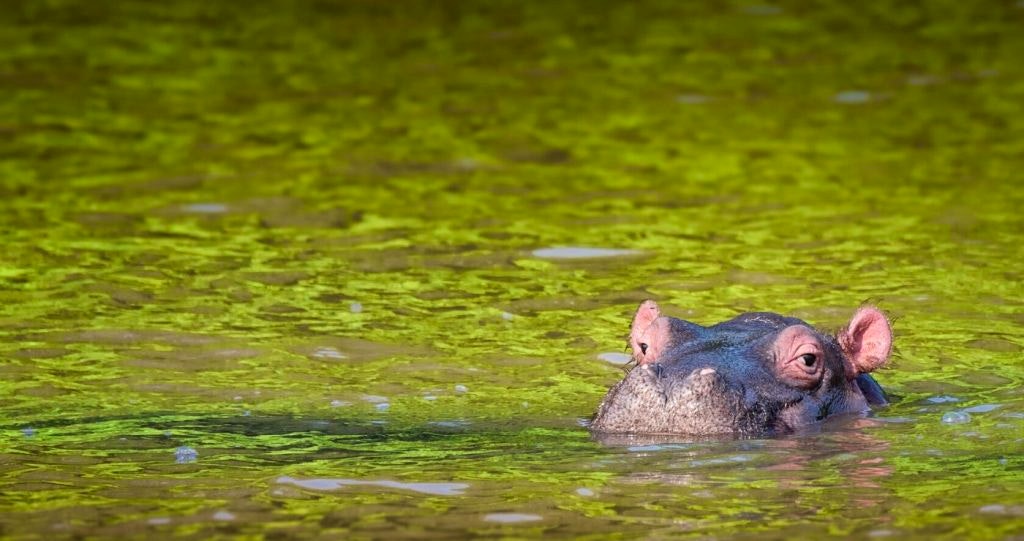 St lucia hippo