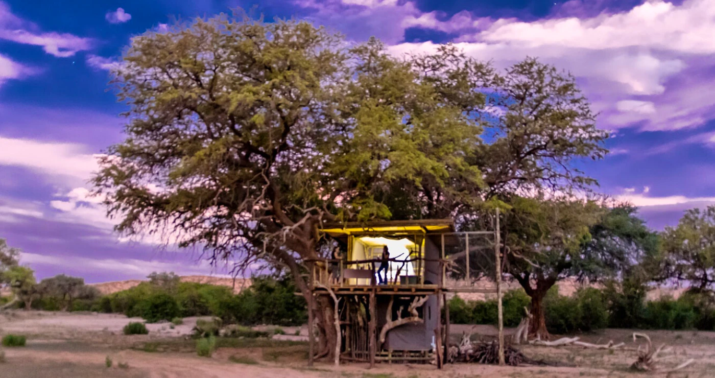 Climb into these tree houses