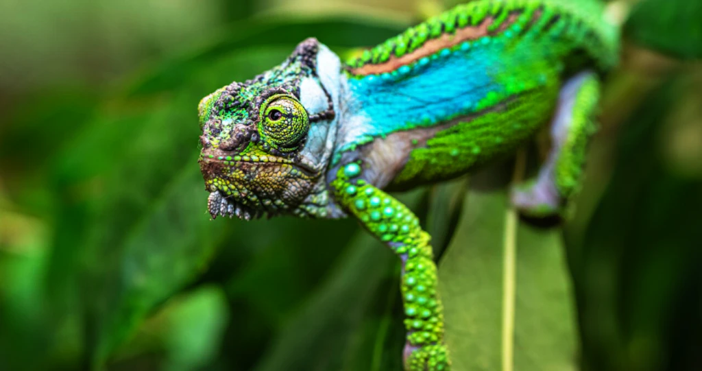 The Unique Creatures of the Garden Route