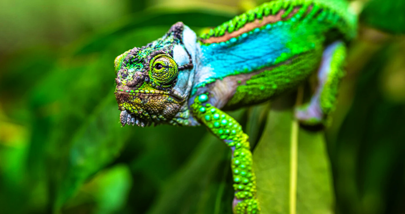 The Unique Creatures of the Garden Route