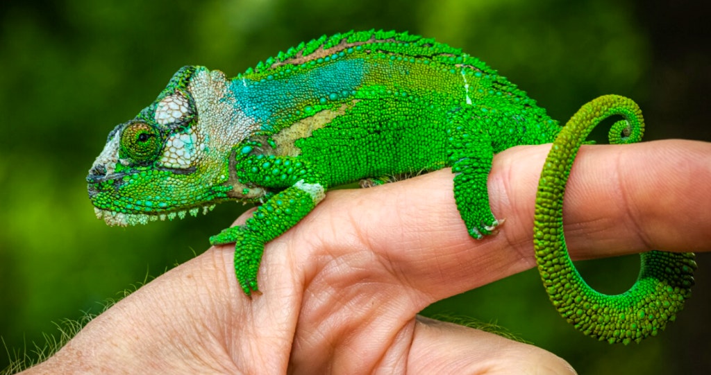 knysna dwarf chameleon