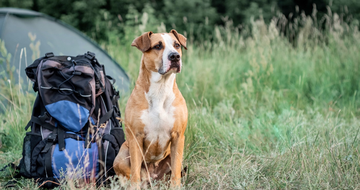 Troeteldiervriendelike kampplekke in die Wes-Kaap