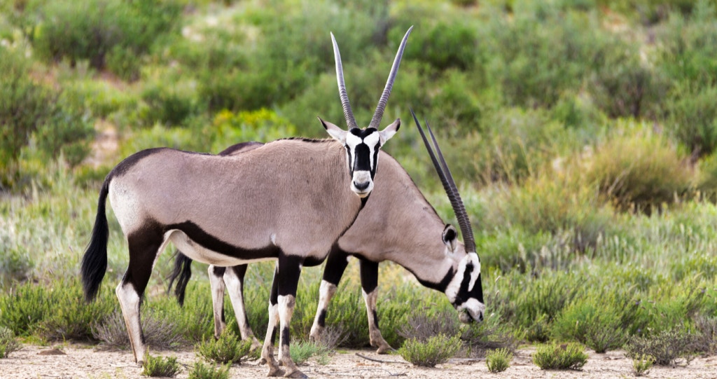 20 jaar van die Kgalagadi Oorgrenspark