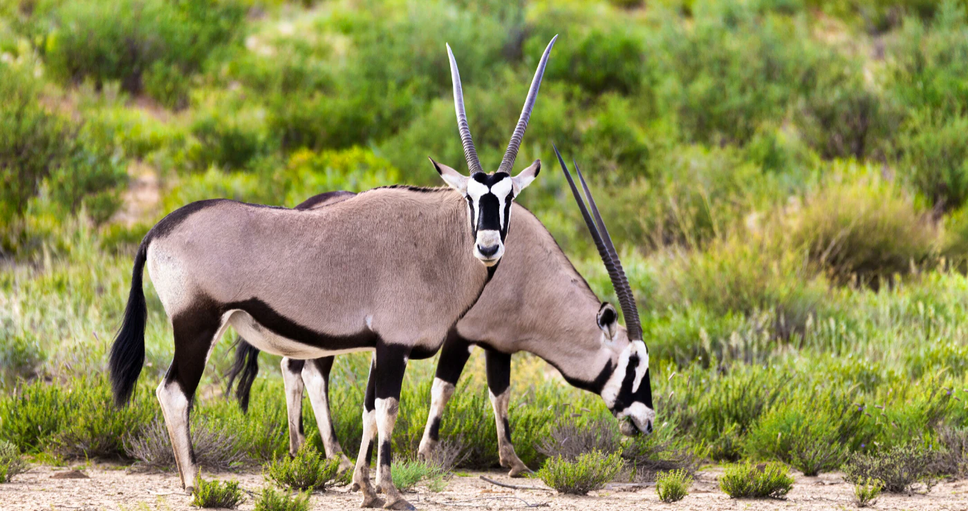 20 jaar van die Kgalagadi Oorgrenspark