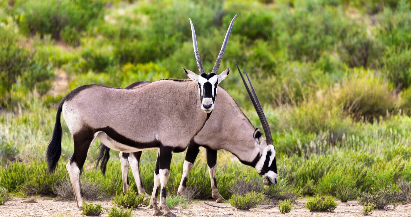 20 jaar van die Kgalagadi Oorgrenspark