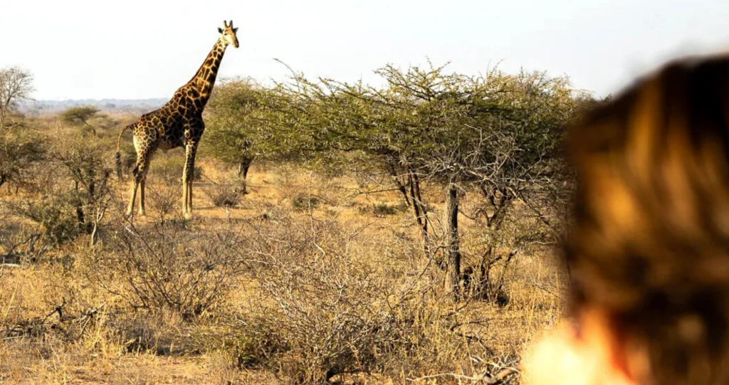 9 Kuierplekke naby die Krugerwildtuin se hekke