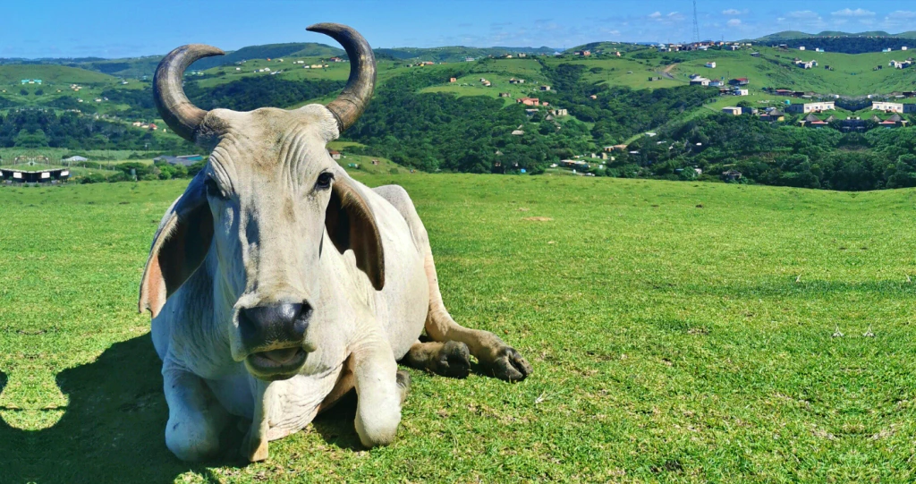 Koffiebaai: Kom ruik die Wildekus se aroma