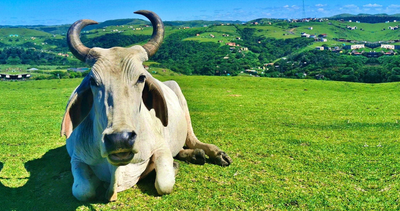 Koffiebaai: Kom ruik die Wildekus se aroma