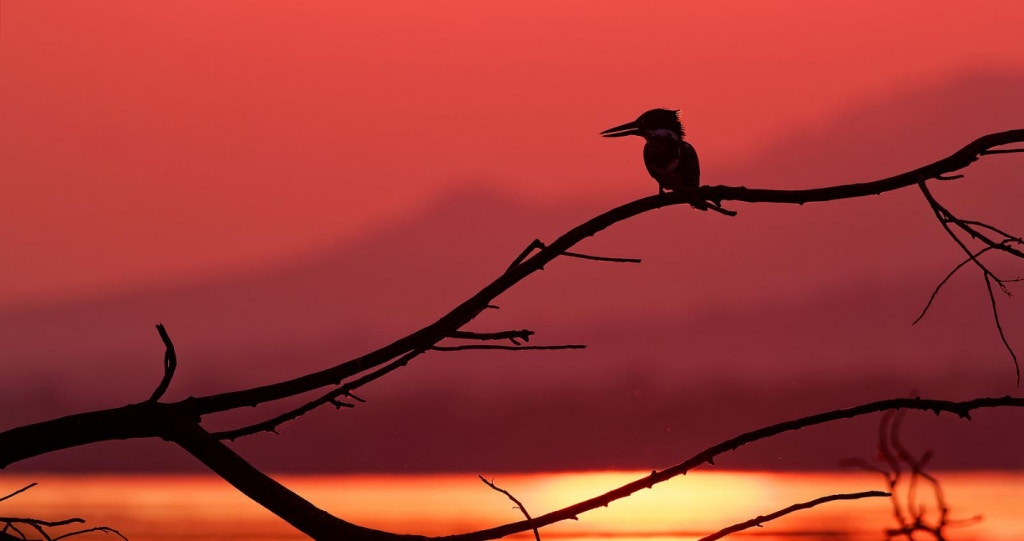 ’n Voëlkykgids vir beginners in Suid-Afrika