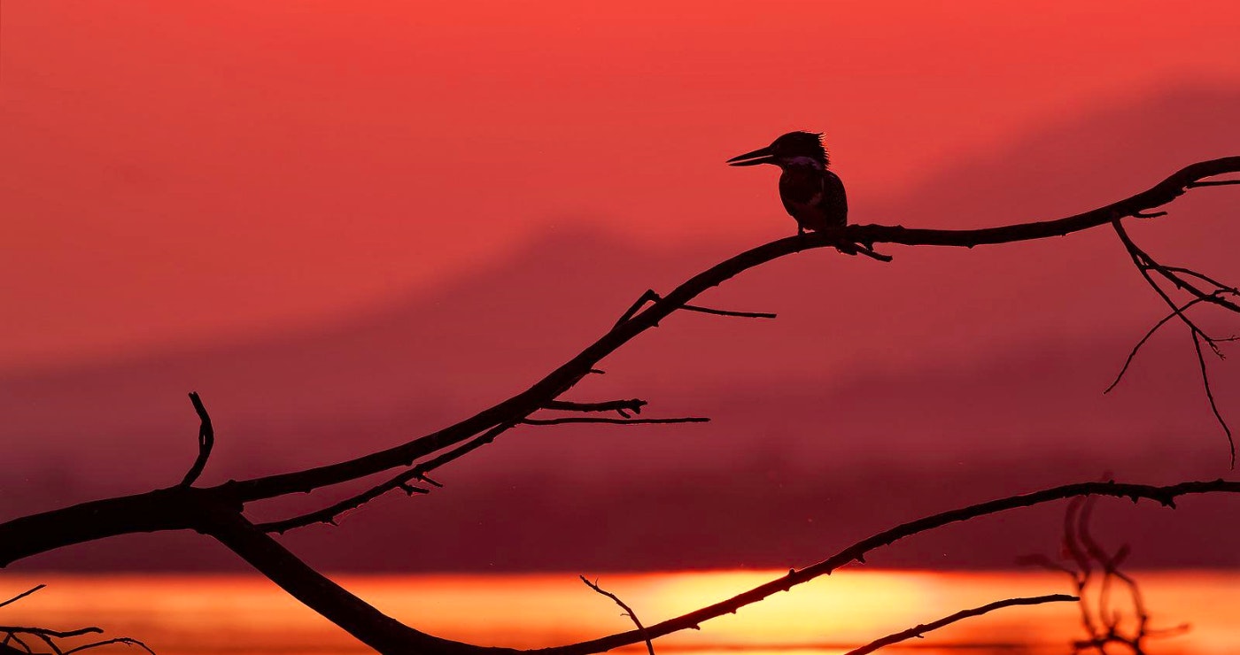 ’n Voëlkykgids vir beginners in Suid-Afrika