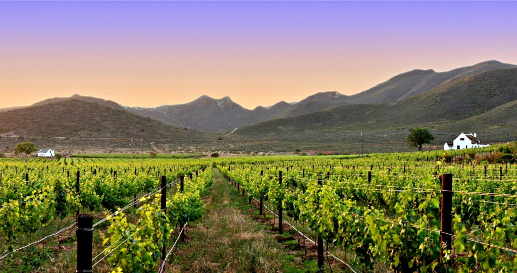 Wynplaas wonderlik! Bly tussen die wingerde